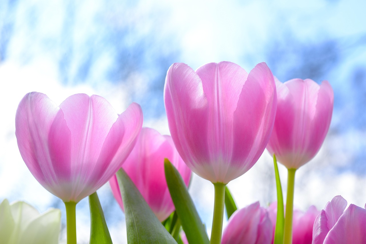 Rode bloemen voor energieke tuinsfeer. Rode bloemen voor energieke tuinsfeer.