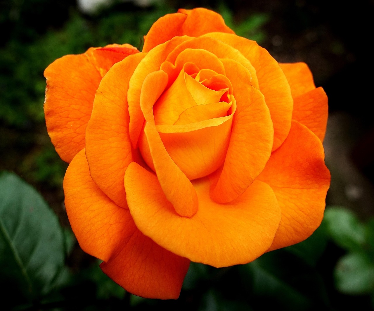 Gele en oranje bloemen voor vrolijke tuin. Gele en oranje bloemen voor vrolijke tuin.