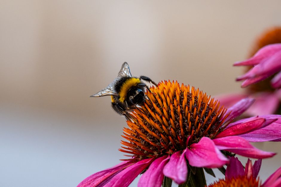 Bijvriendelijke planten in volle bloei.