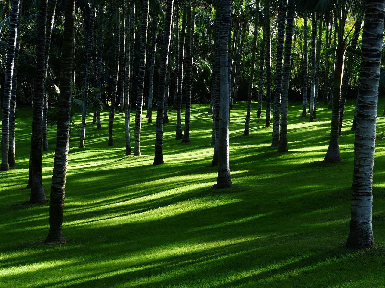 Zwemvijver omgeven door weelderige planten.
