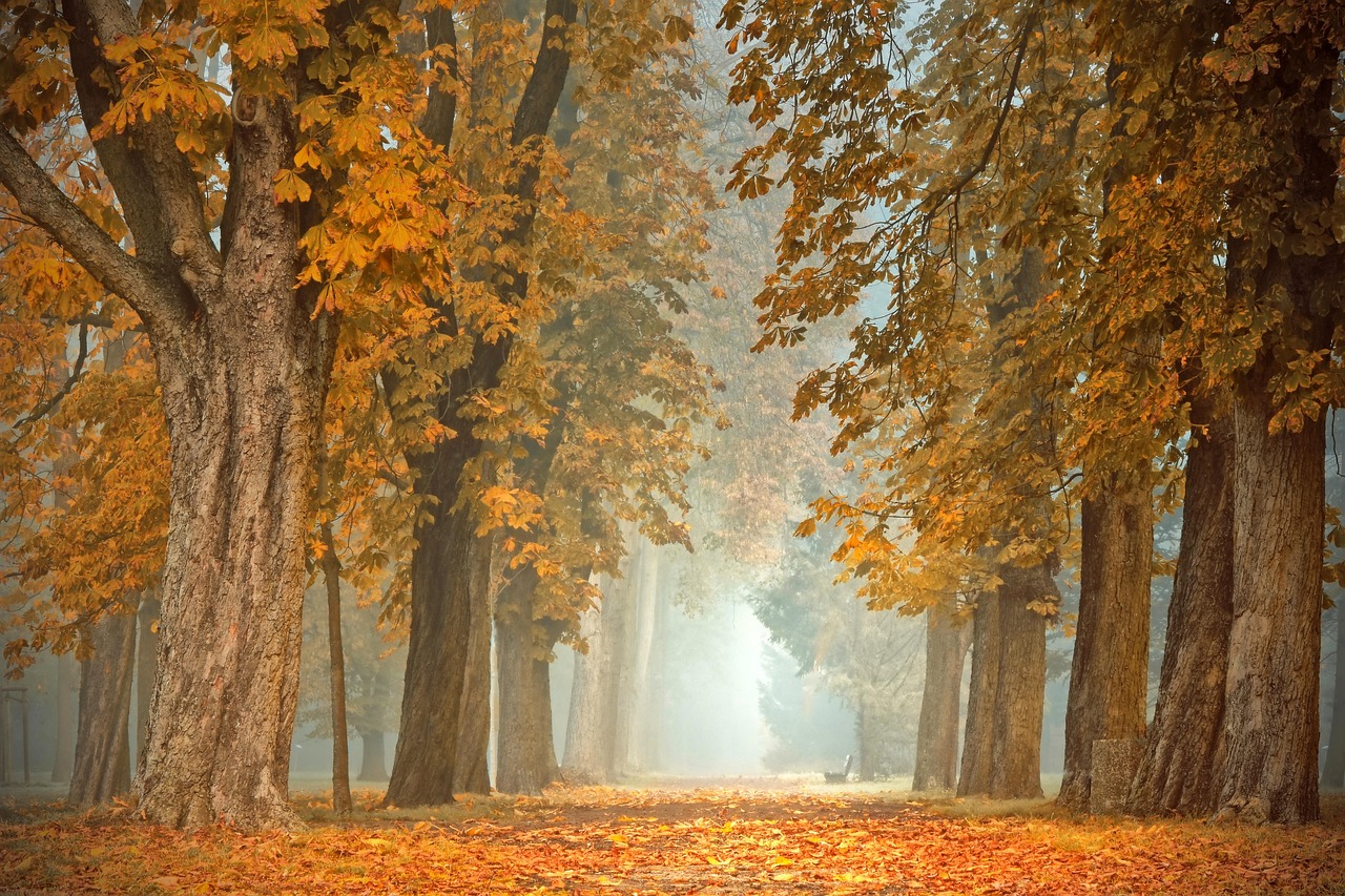 Augustus met warme herfstkleuren buiten. Augustus met warme herfstkleuren buiten.
